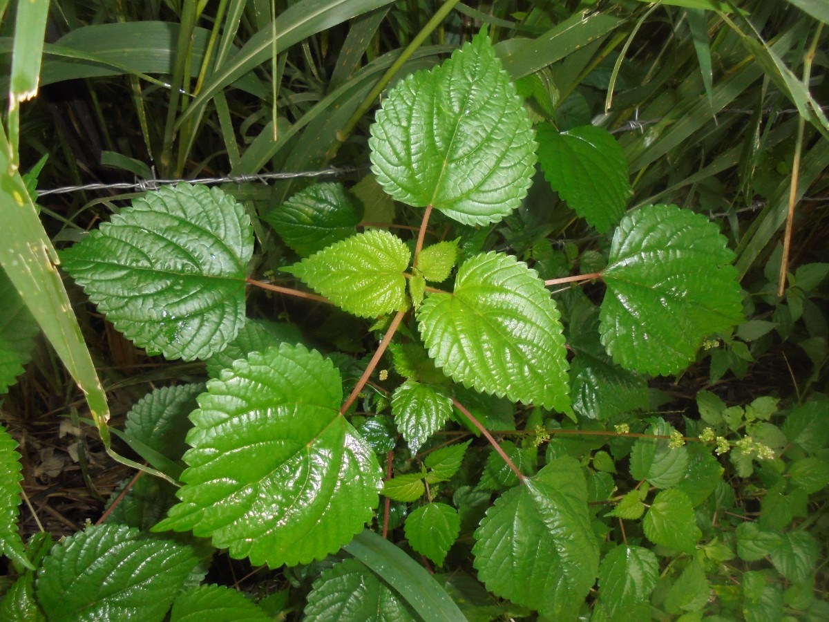 Laportea interrupta (L.) Chew